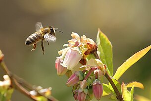 FORTBILDUNG: Der Lebenszyklus der Biene in Theorie und Praxis FORTBILDUNG: Der Lebenszyklus der Biene in Theorie und Praxis
