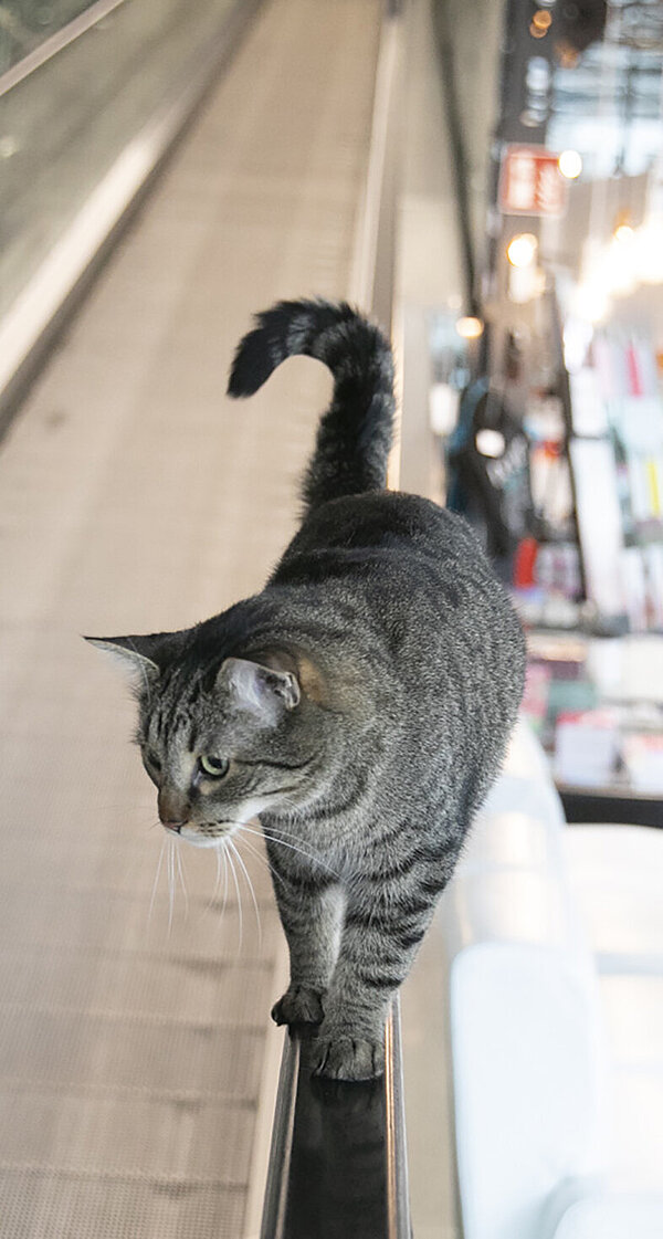 A cat walks towards the camera on the handrail of an escalator and looks around the foyer of the Kunsthaus Graz.