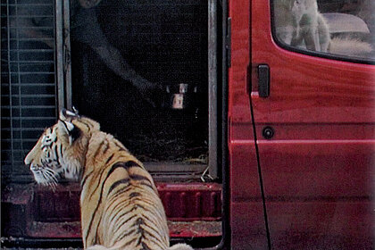 Peter Friedl, The Power of Display, 2001,