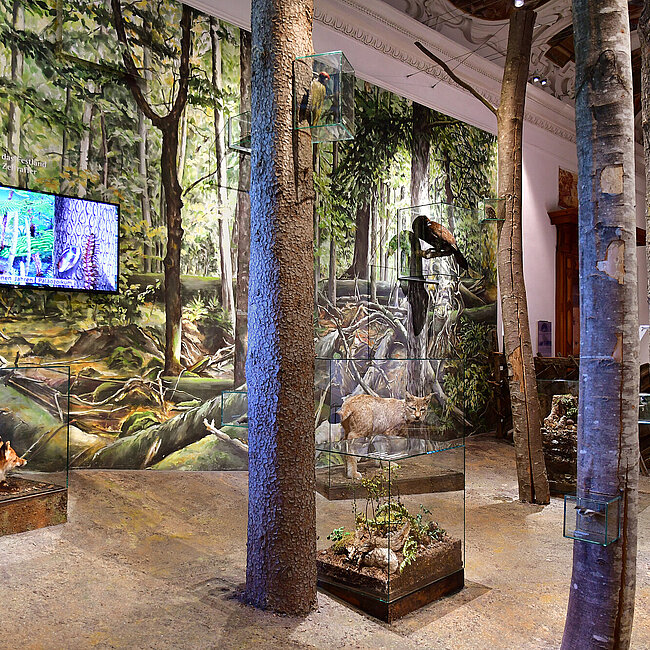 View of a room. In the room are erected tree trunks between them are showcases with animals, for example, a lynx and a fox.