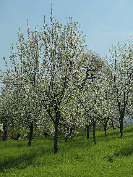 View of blossoming apple trees in Schenkkellergarten near Schloss Stainz.