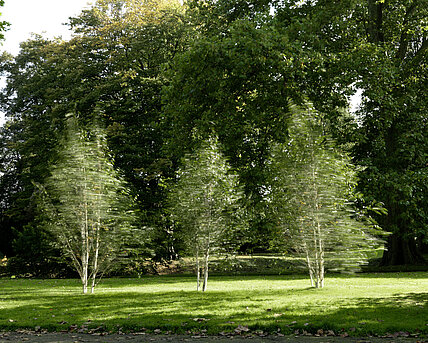 There are 3 small birch trees next to the entrance to the park. They rotate at regular intervals and seem to dance with each other. 