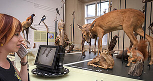 Naturkundemuseum virtueller Rundgang und Audioguide