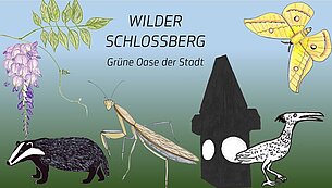 Wilder Schloßberg – grüne Oase unserer Stadt