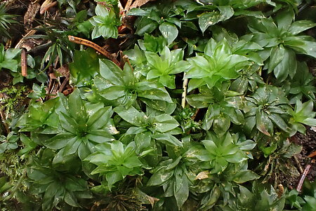 Das Rosenmoos Rhodobryum roseum